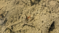 Branchiopoda