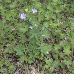 Geranium collinum