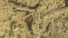 Branchiopoda