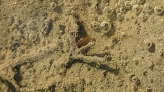Branchiopoda