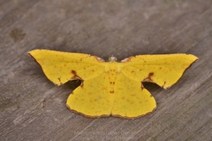 Corymica spatiosa