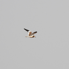 Vanellus leucurus