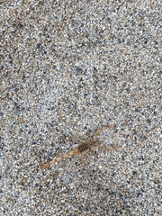 Centruroides elegans