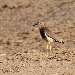 Vanellus leucurus