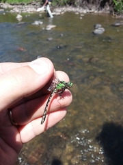 Ophiogomphus carolus