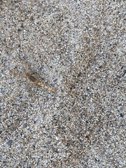 Centruroides elegans