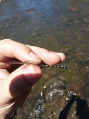 Ophiogomphus carolus