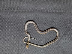 Pseudalsophis steindachneri