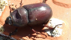 Oryctes nasicornis corniculatus