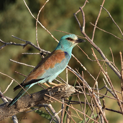 Coracias garrulus