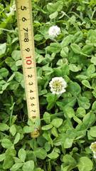 Trifolium repens