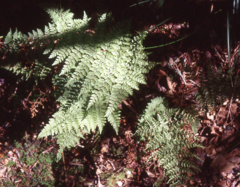 Dryopteris glabra
