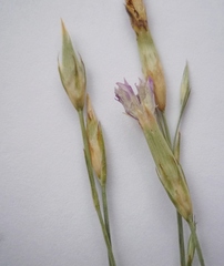 Dianthus carbonatus