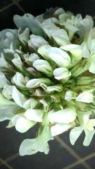 Trifolium repens