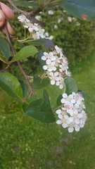 Aronia mitschurinii