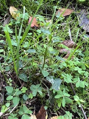 Chenopodium trigonon trigonon