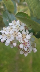 Aronia mitschurinii