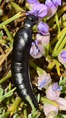 Berberomeloe tenebrosus