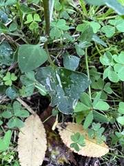 Chenopodium trigonon trigonon