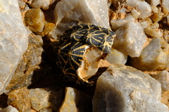 Psammobates tentorius trimeni