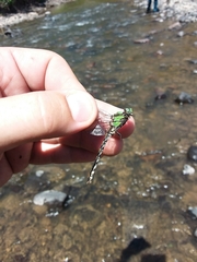 Ophiogomphus carolus