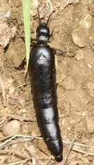 Berberomeloe tenebrosus