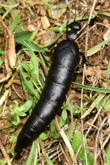 Berberomeloe tenebrosus