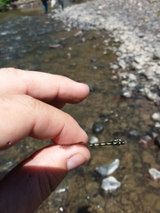 Ophiogomphus carolus