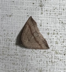 Thallophaga hyperborea