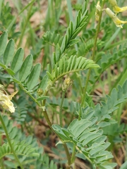 Astragalus scopulorum