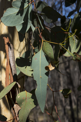 Eucalyptus wandoo