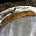 Sea Lamprey - Photo (c) Mike V.A. Burrell, some rights reserved (CC BY-NC), uploaded by Mike V.A. Burrell