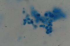 Clitocybe albofragrans