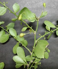 Gymnosporia maranguensis