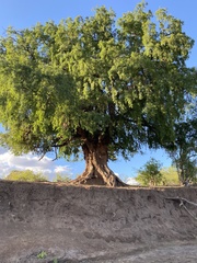 Xanthocercis zambesiaca