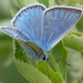 Amanda's Blue - Photo (c) alderash, some rights reserved (CC BY-NC), uploaded by alderash