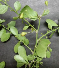 Gymnosporia maranguensis