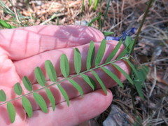 Vicia nervata