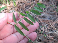 Vicia nervata