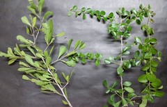 Gymnosporia maranguensis