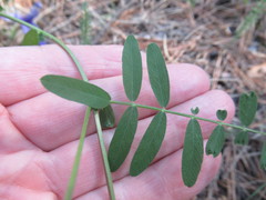 Vicia nervata