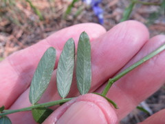 Vicia nervata