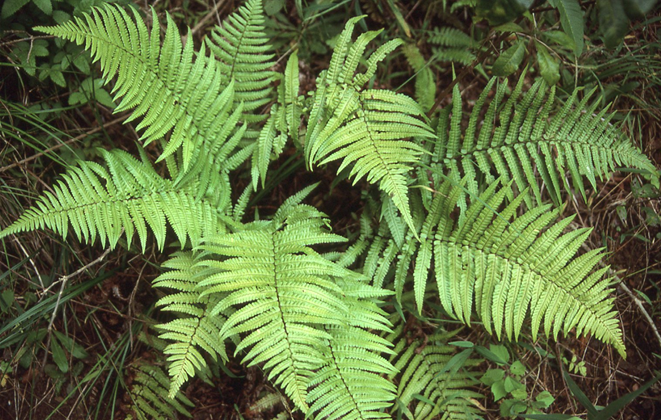 Dryopteris fuscoatra