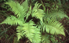Dryopteris fuscoatra