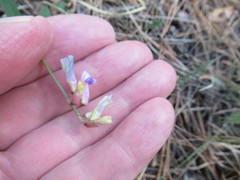 Vicia nervata