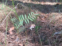 Vicia nervata