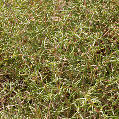 Seidlitzia rosmarinus