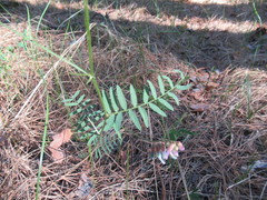 Vicia nervata