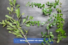 Gymnosporia maranguensis