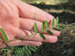 Vicia nervata